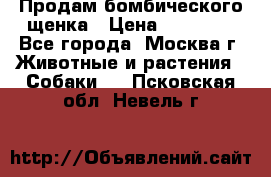 Продам бомбического щенка › Цена ­ 30 000 - Все города, Москва г. Животные и растения » Собаки   . Псковская обл.,Невель г.